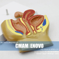 ANATOMY20 (12458) Half Life Size Female Pelvic Cutway Model , Anatomy Models > Male/Female Models > Pelvis Models